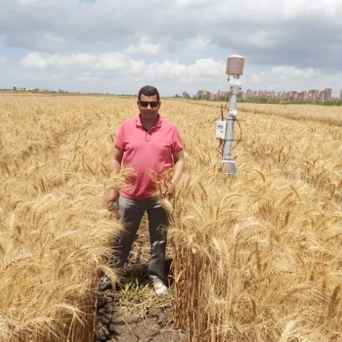 Atef Swelam stands in a raised-bed wheat field in the Nile Delta of Egypt