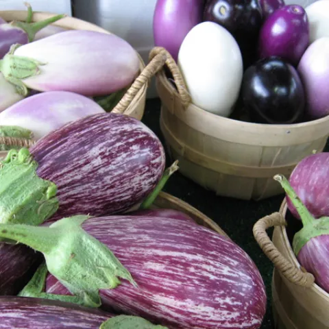 Eggplant varieties differ in size, shape, and color Photo Credit: flickr