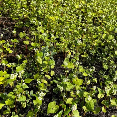 Caption: Buckwheat is a non-legume cover crop that helps to improve the soil in preparation for spring planting.