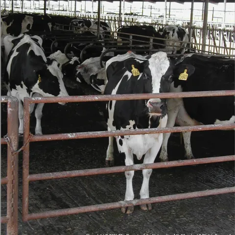 Black and white dairy cows