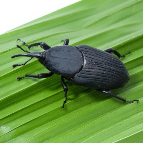 A close up of an adult South American palm weevil on a green leaf.