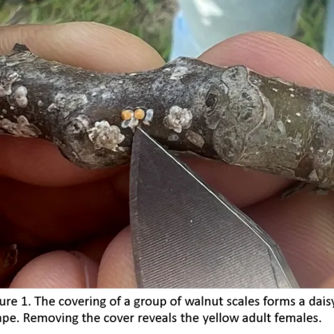 Figure 1. The covering of a group of walnut scales forms a daisy shape. Removing the cover reveals the yellow adult females