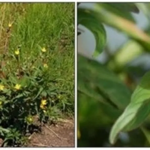 Photo 2. Winged primrose willow (Photo credit: Luis Espino, UCCE)