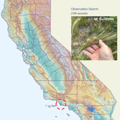 Reported observations of Cape Ricegrass in California.