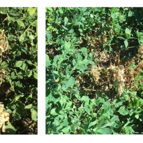Figure 1 and 2. Dead stems showing symptoms of shepherd’s crook in alfalfa.