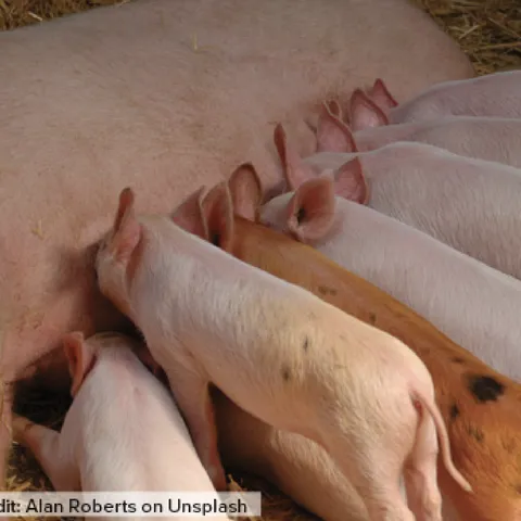 7 piglets nurse on sow