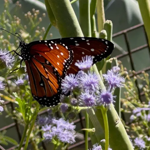 Nectar-producing flowers bring butterflies to help with pollination