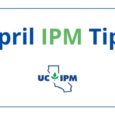Visit the UC IPM Seasonal Landscape IPM Checklist for a list of pest prevention activities for each month.