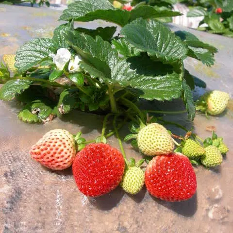 Ripening strawberries in the field