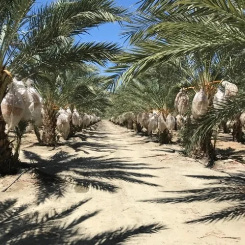 Drip irrigation lines run along the base of date palms. The fruit is bagged on the tree to protect the dates from insects.
