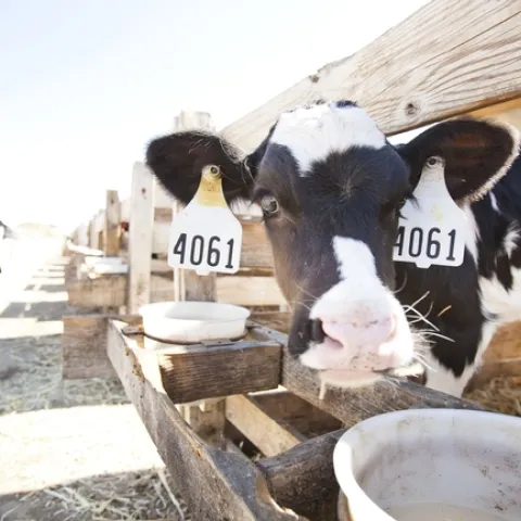 Dairy calf looks directly at the camera
