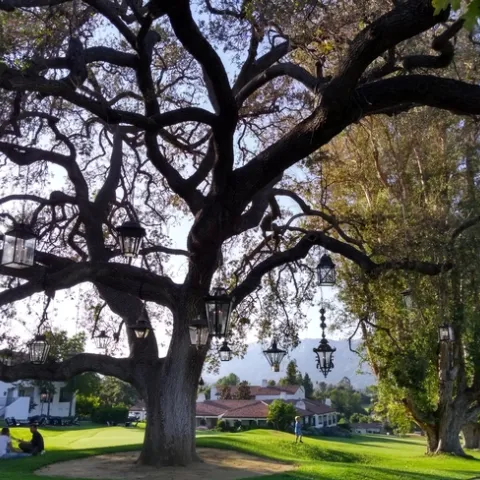 An enormous valley oak tree towers over a family with a stroller sitting beneath it.