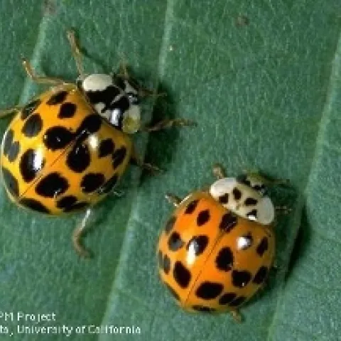 Two round beetles with orangish red bodies and black spots on a green leaf.