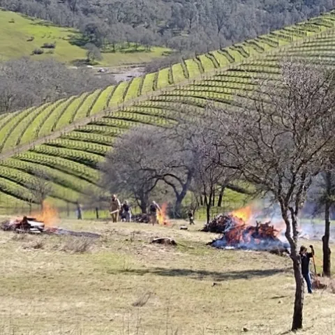 Three piles of brush flame at the edge of a sloping vineyard.