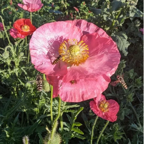 A pink flower in a green garden with small yellow and black striped flies flying around it.