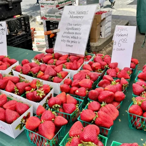 Sign reads: “New Variety! Monterey. This variety significantly produces more berries, which is why the price is lower.” Smaller sign: Organic Monterey $6 a basket.