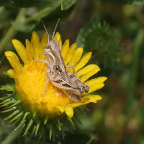 A light brown grasshopper sitting in the middle of a bright yellow flower.