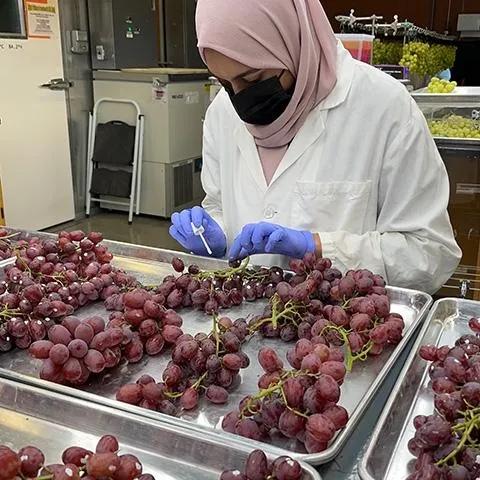 Undergrad student Dilasha Shenaz assesses quality and mold incidence of table grapes