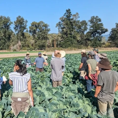 UCCE Specialty Crops and Horticulture Advisor Eddie Tanner stands in a field, talking to a group about findings from an organic cauliflower varietal trial