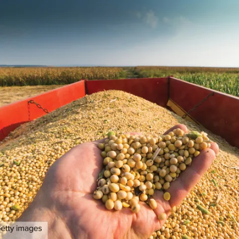 A hand cups soybeans from a trailer of harvested soybeans in the field.