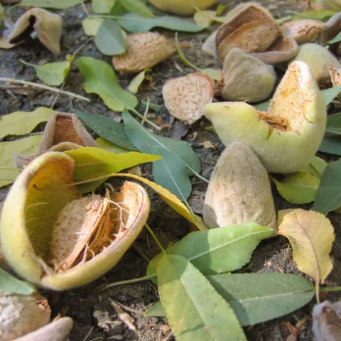 Almonds in the shell and split hulls lay on the orchard floor amid green leaves.