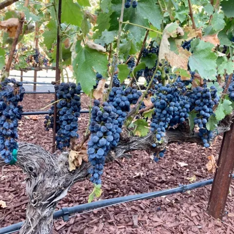 Bunches of ripe, red wine grapes hang from the vine. Some of the grapes are shriveled. A drip irrigation line runs along the row.