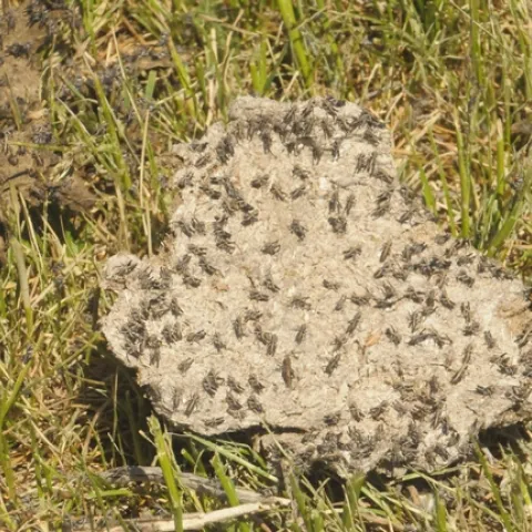 Grasshoppers congregate on the ground surrounded by blades of green grass.