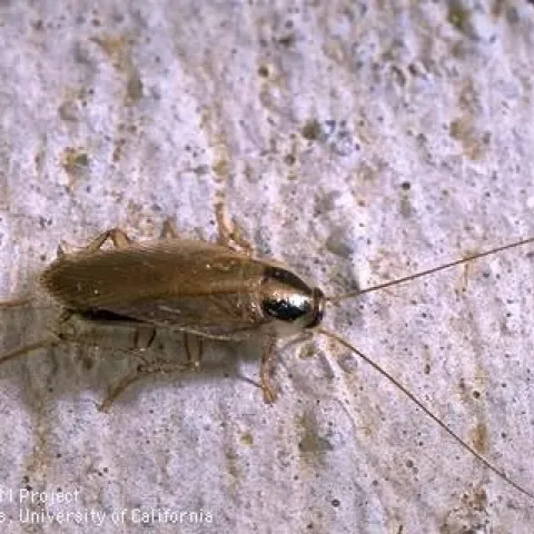 An oval-shaped brown insect on a white background.
