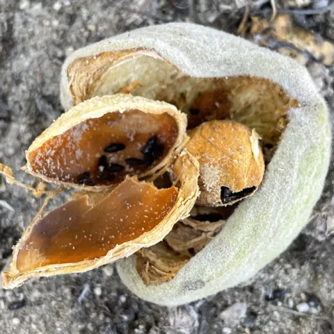 Carpophilus beetles in hullsplit almond
