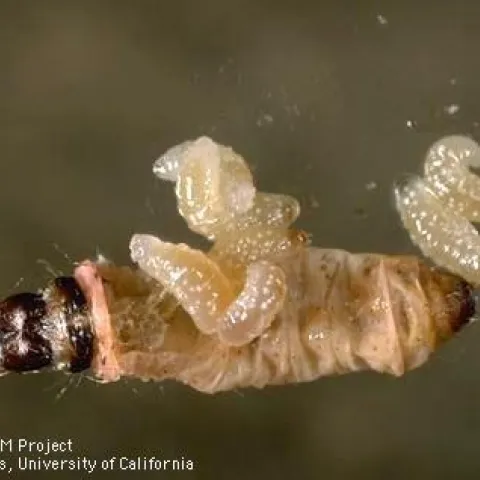 Numerous tiny cream colored larva emerge from a tan caterpillar with a black head.