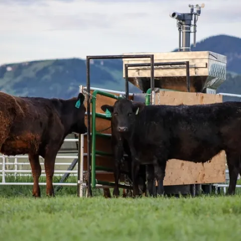 Beef steers on a ranch