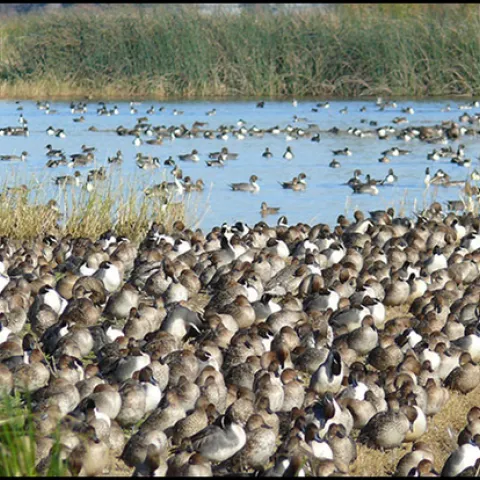 A mass of ducks and other waterfowl congregate in and around a pond.