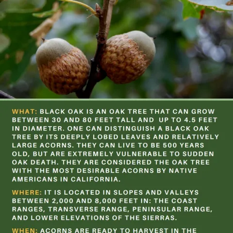 Image of Black Oak acorns with description and harvesting guidelines