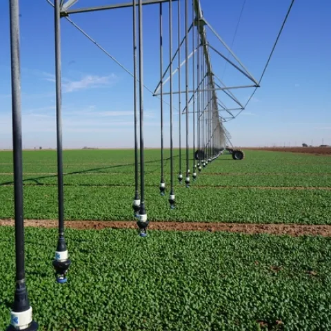 A large field of green spinach under the irrigation equipment.