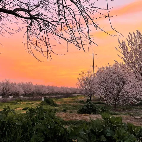 Sunrise over almond trees with pink blossoms
