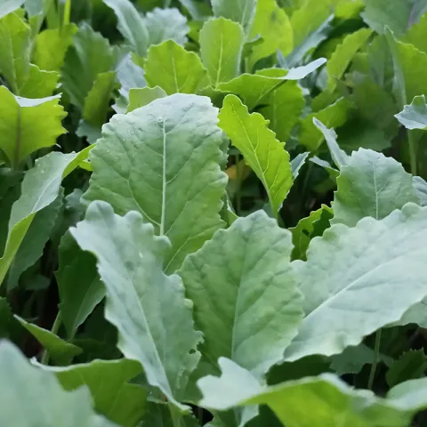 collard plant photo by Shariq Kashmiri