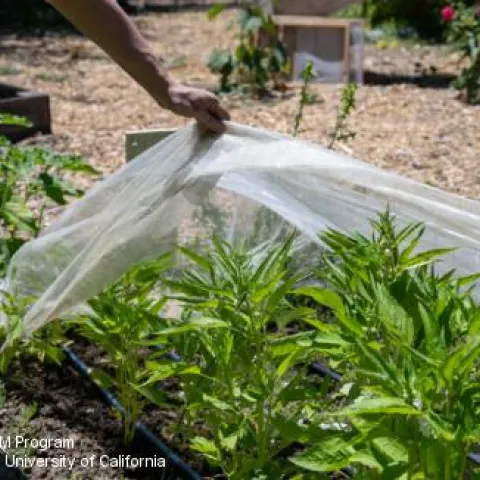 A person lifting up clear netting that is covering garden seedlings.