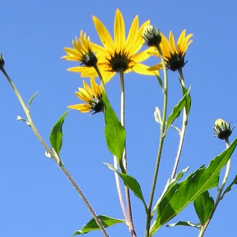 Sunchoke plant wikimedia