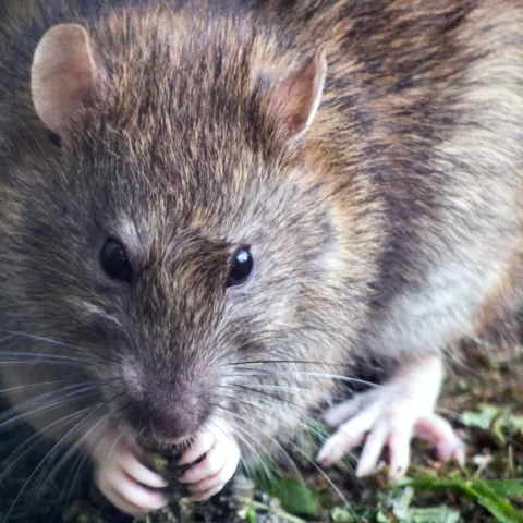 rat