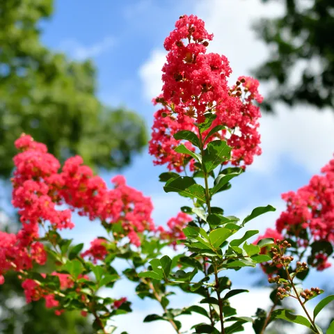 crape myrtle 