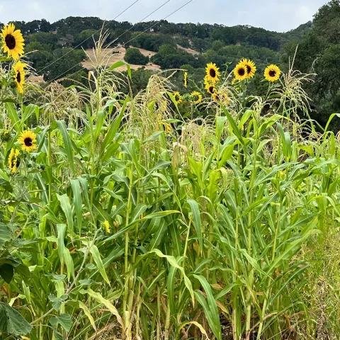 corn growing at College of Marin Indian Valley Organic Farm and Garden
