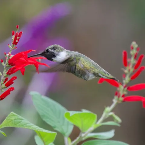 hummingbird at flower
