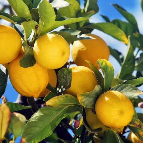 Lemon tree