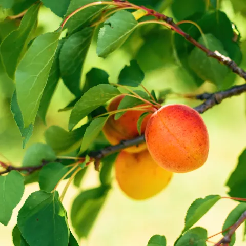 Apricot tree