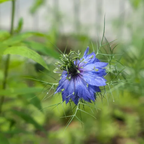 Blue flower in front of a green background.