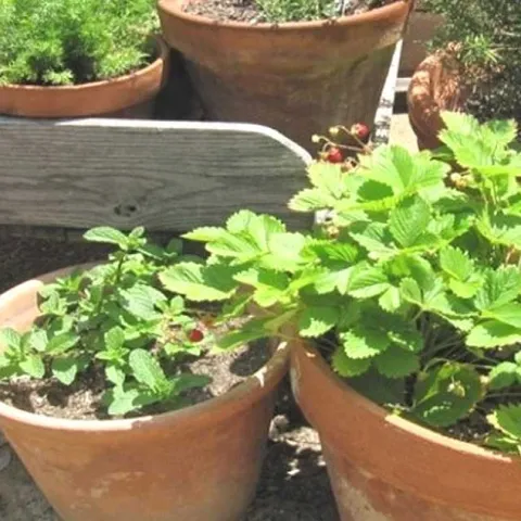 Growing Vegetables in Containers