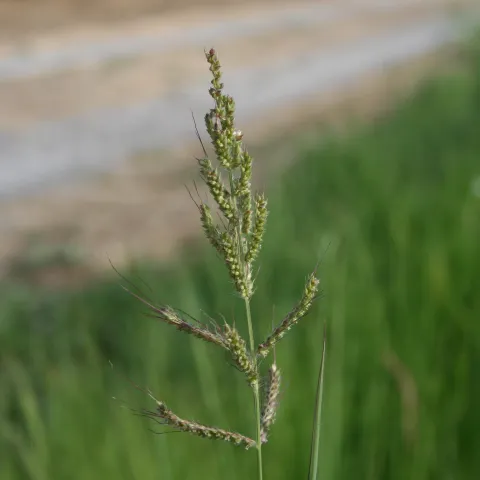 Echinochloa spp.