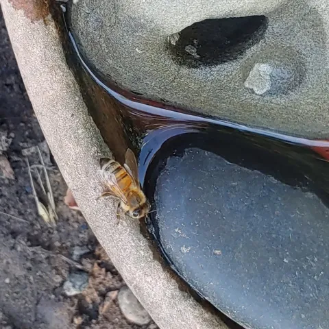 Bee on a stick