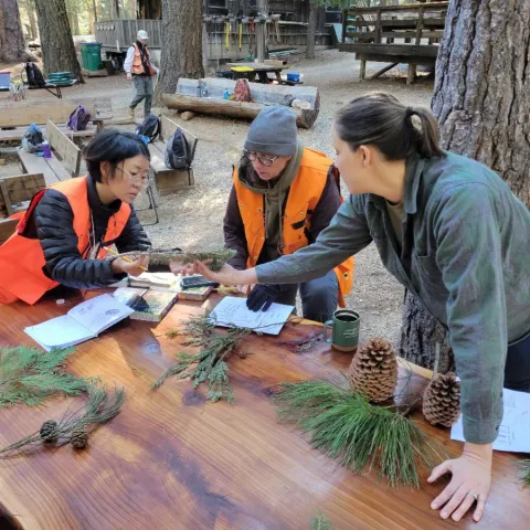 Tree ID at FIT session