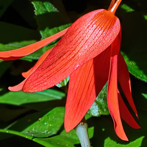 red begonia boliviensis flower